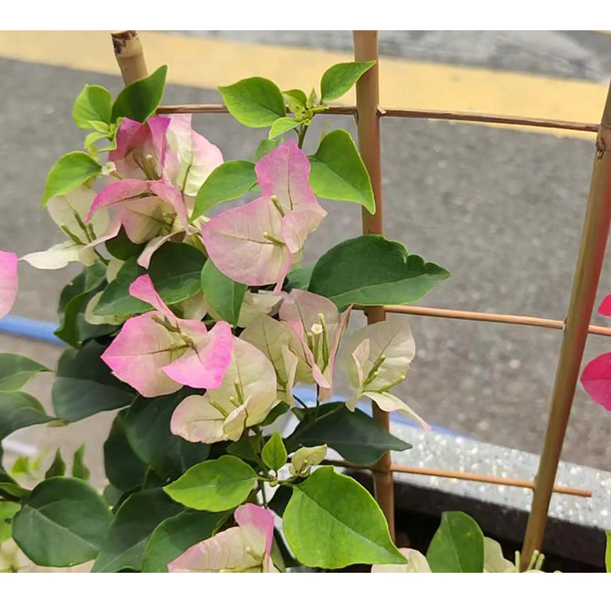 10 Pack Bamboo Trellis For Climbing Plants, 16 Inch Natural Garden Fan-shaped Plant Support Bracket, Suitable For Potted Plant D - Image 2